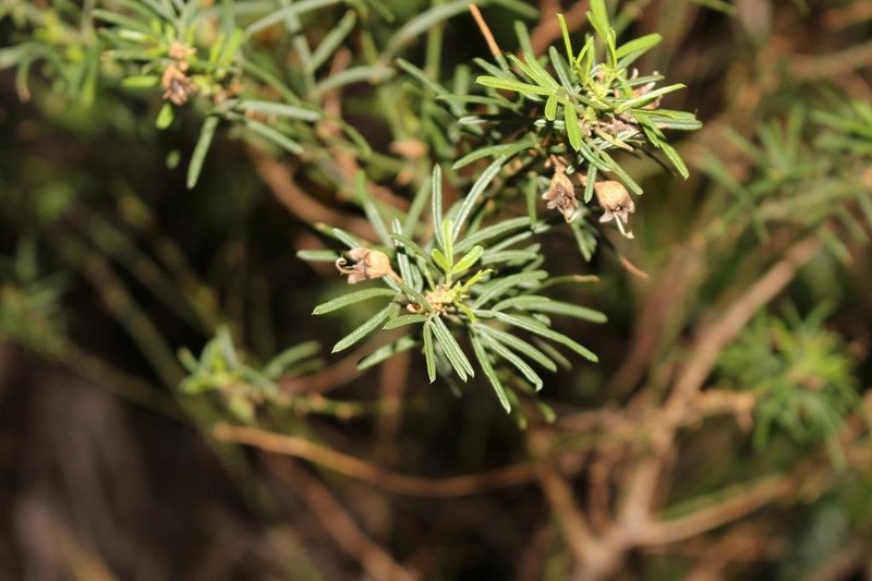 Psoralea platyphylla photo 4