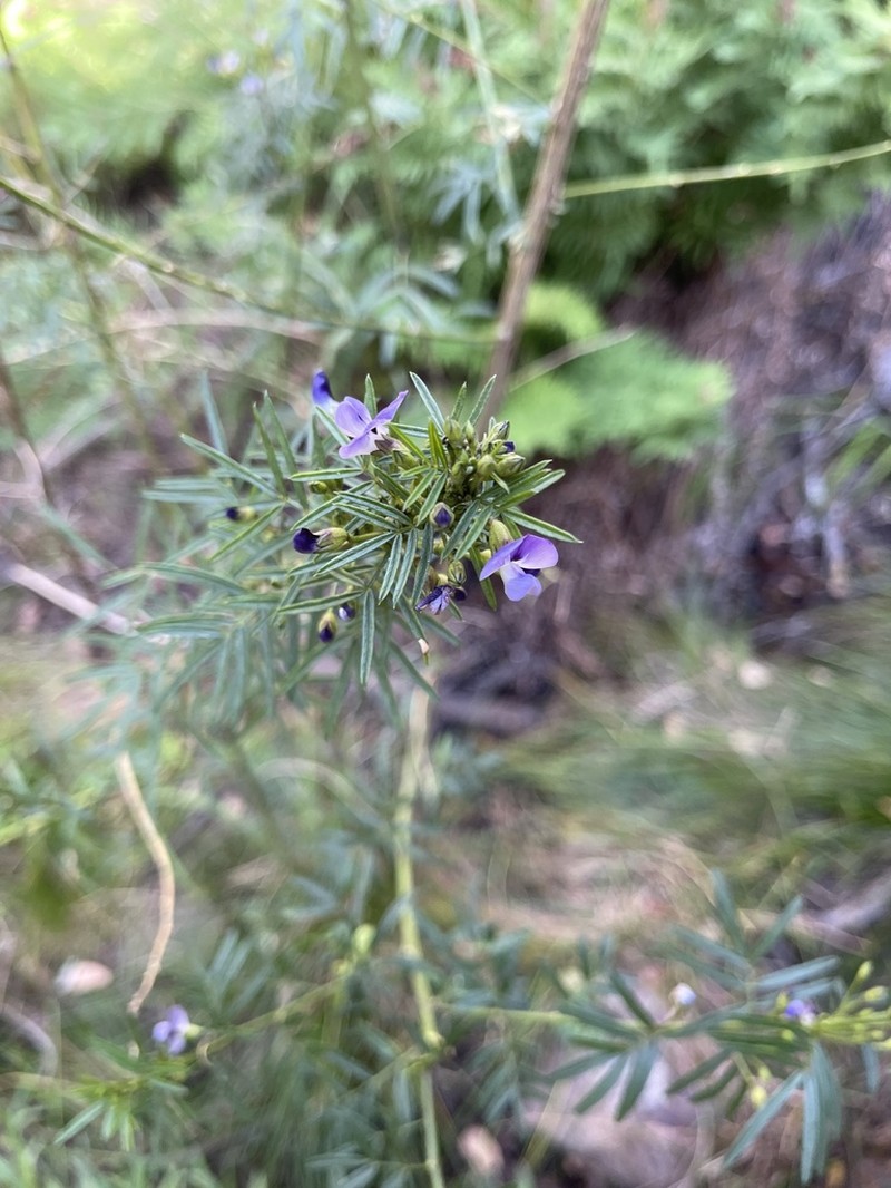 Psoralea platyphylla photo 5