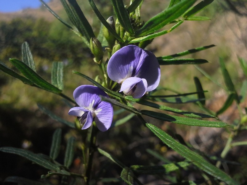 Psoralea platyphylla photo 6