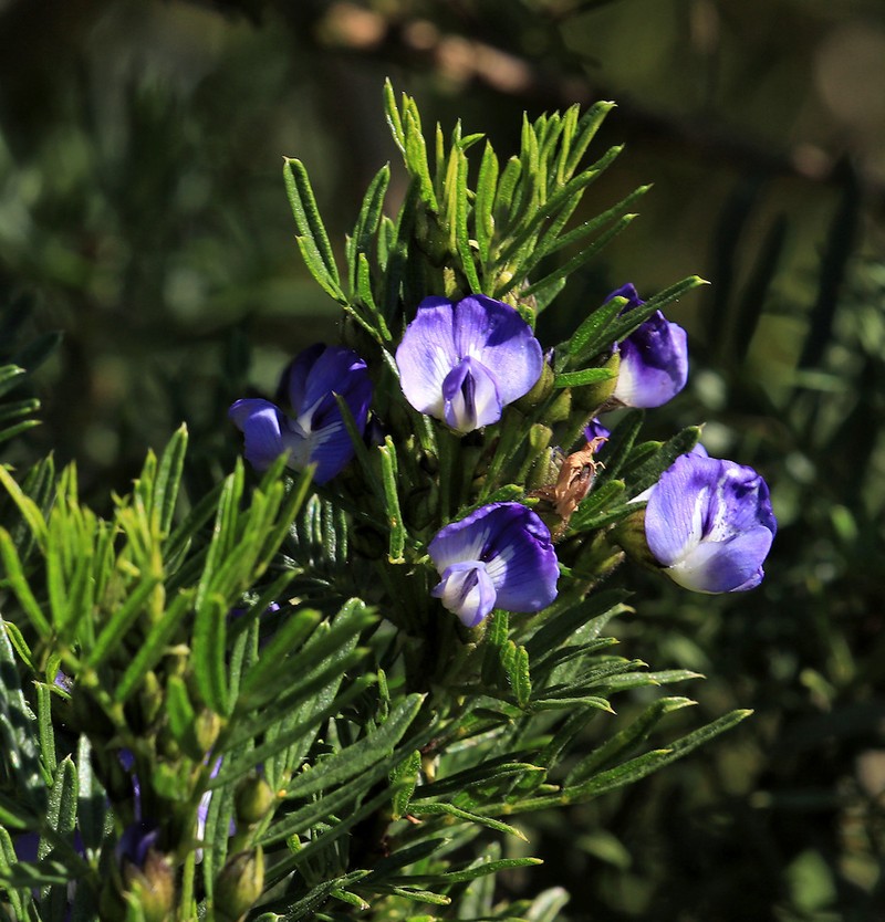 Psoralea platyphylla photo 7
