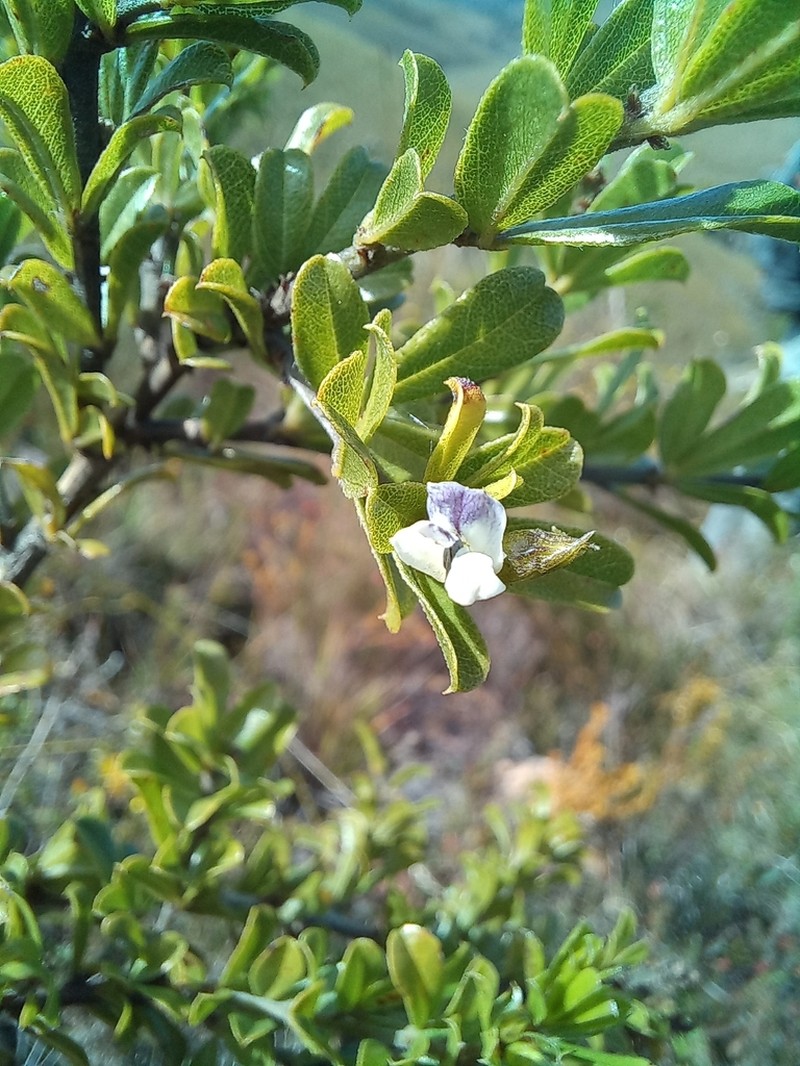 Psoralea prodiens