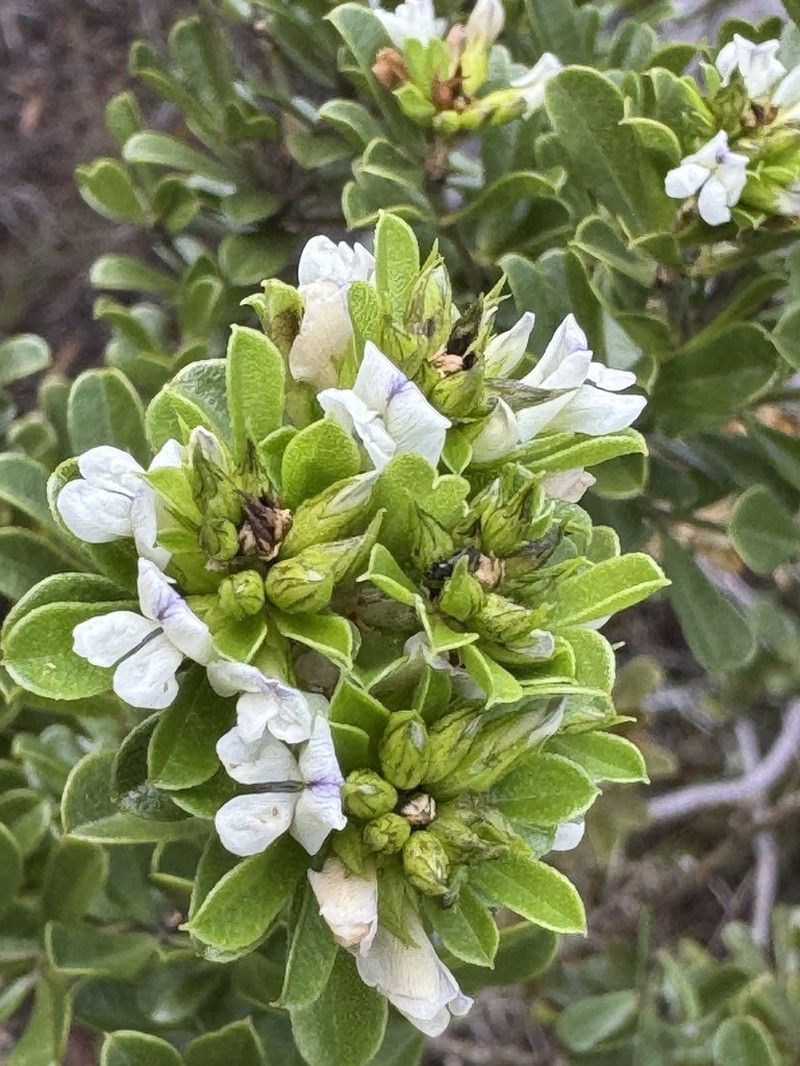 Psoralea prodiens photo 2