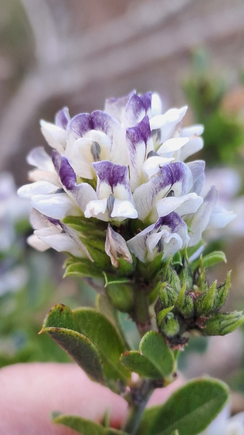 Psoralea prodiens photo 3