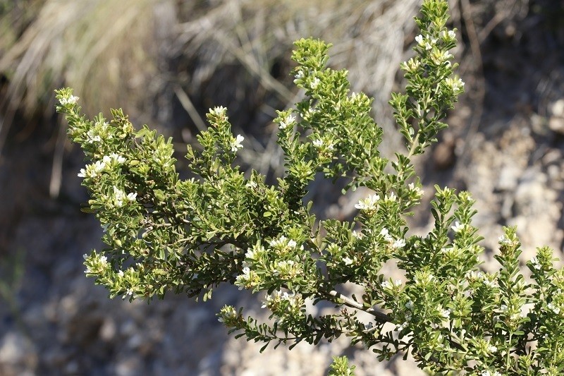 Psoralea prodiens photo 4