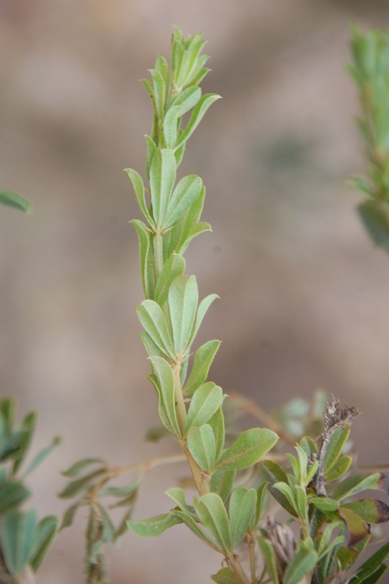 Psoralea prodiens photo 5