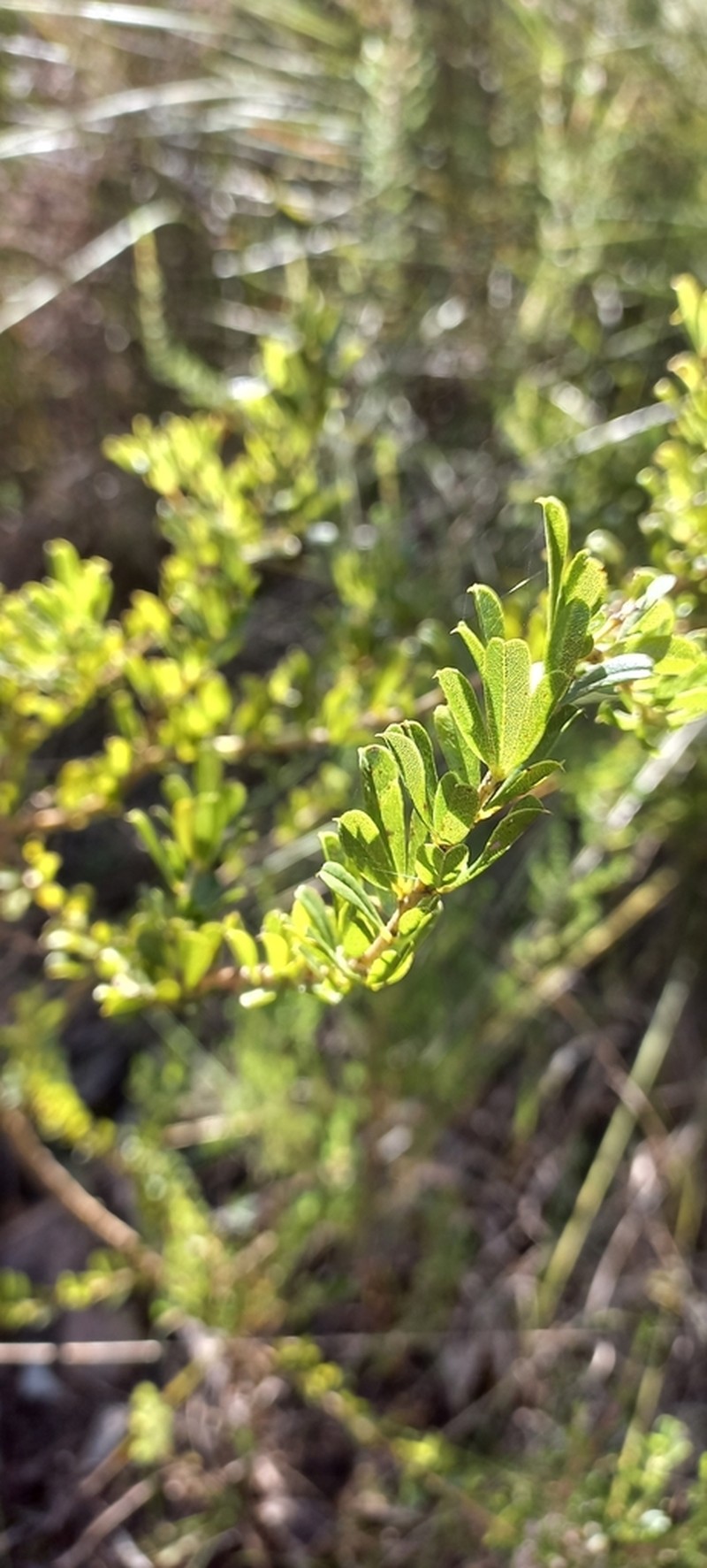 Psoralea prodiens photo 6