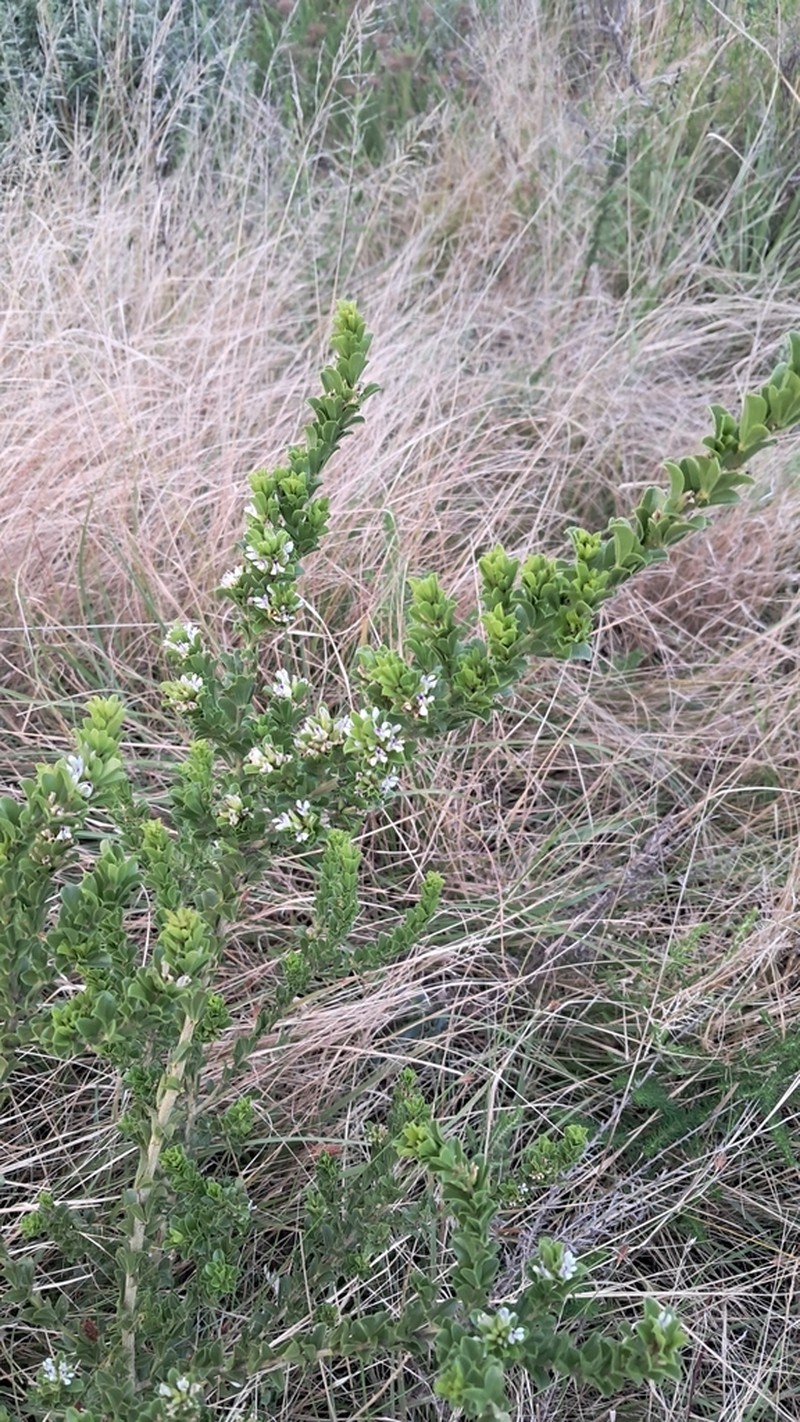 Psoralea prodiens photo 7