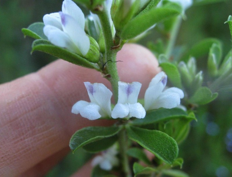 Psoralea prodiens photo 8