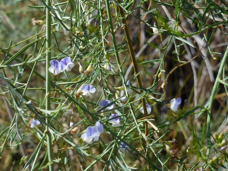 Psoralea prompta