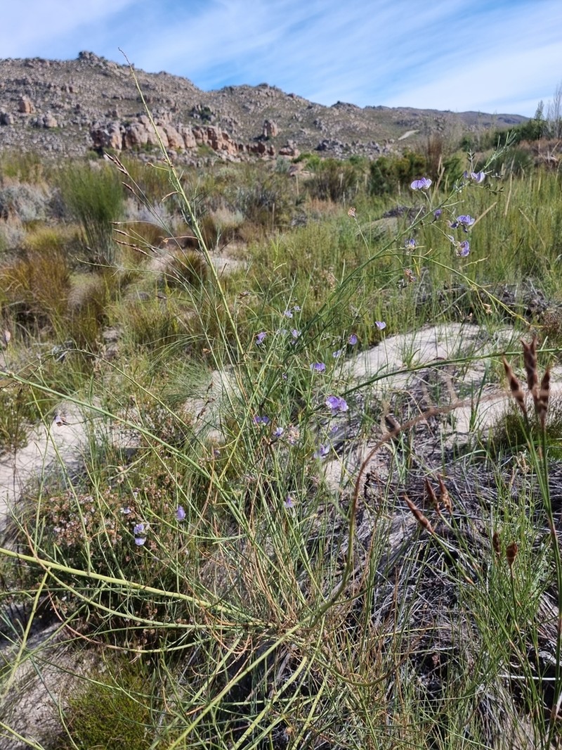 Psoralea prompta photo 2