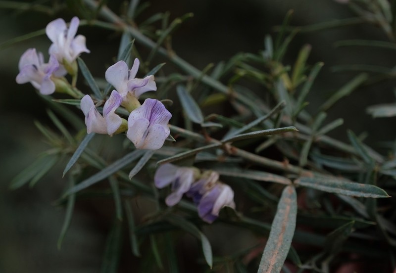 Psoralea prompta photo 3