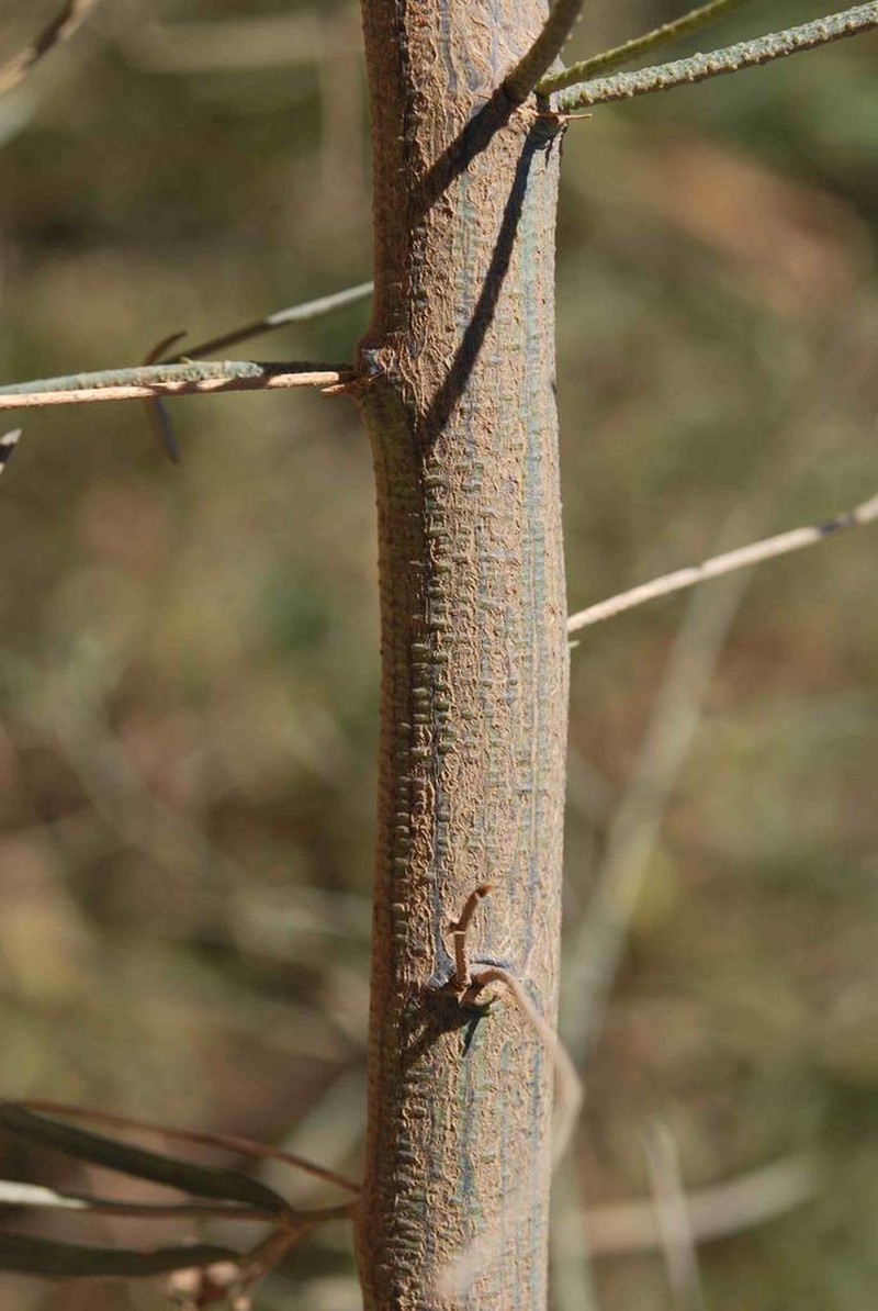 Psoralea prompta photo 4
