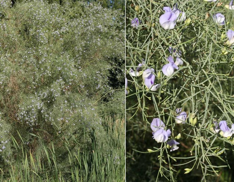 Psoralea prompta photo 5