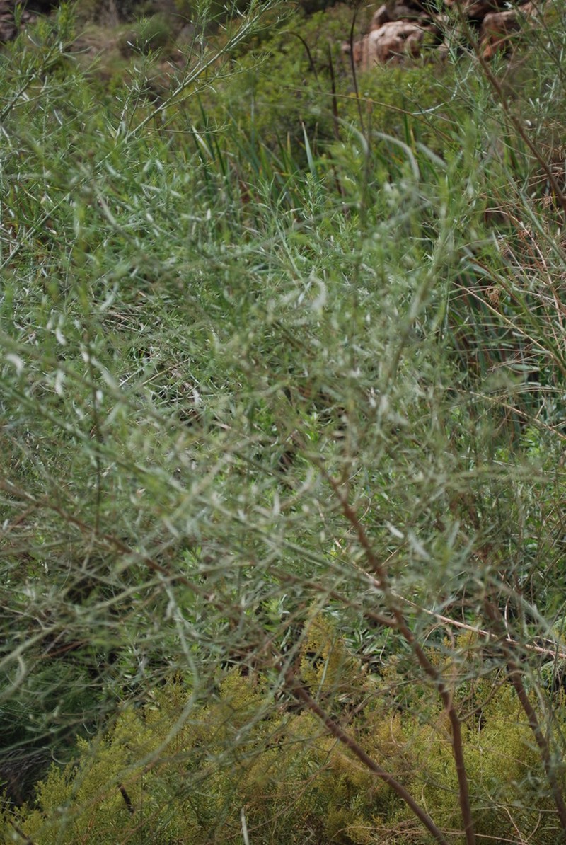 Psoralea prompta photo 6
