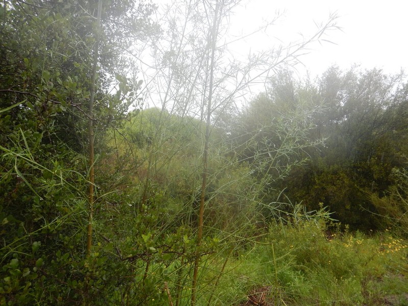 Psoralea prompta photo 7