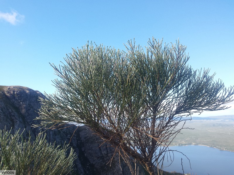 Psoralea pullata photo 2