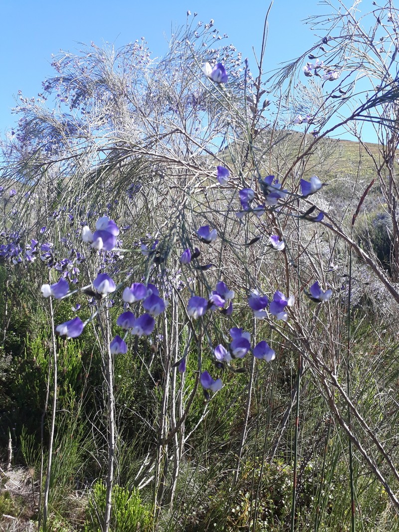 Psoralea pullata photo 3
