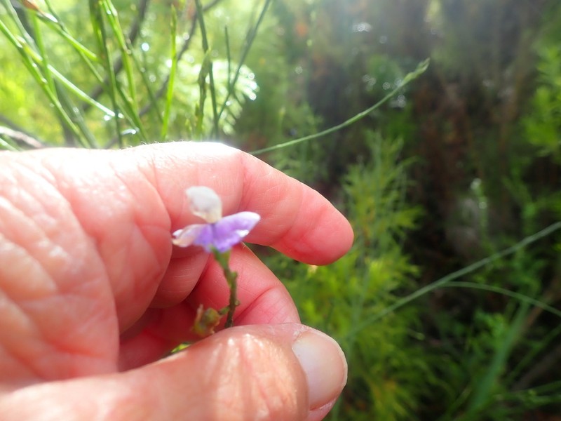 Psoralea pullata photo 4
