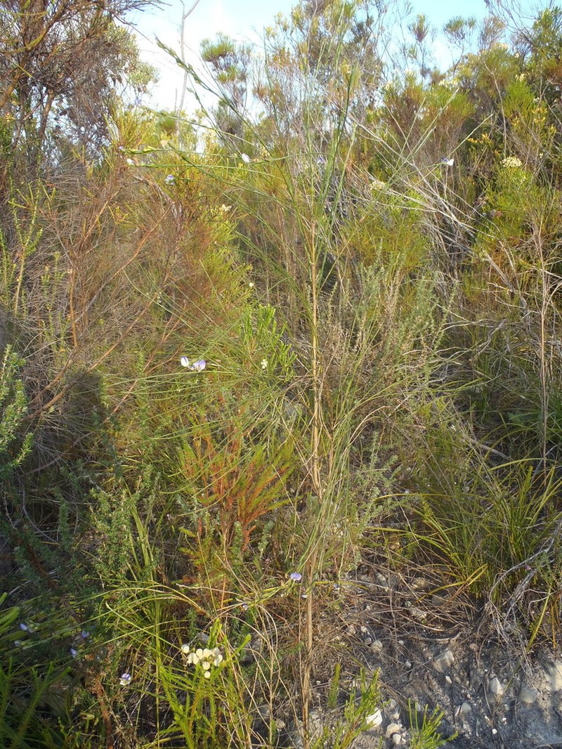 Psoralea pullata photo 5