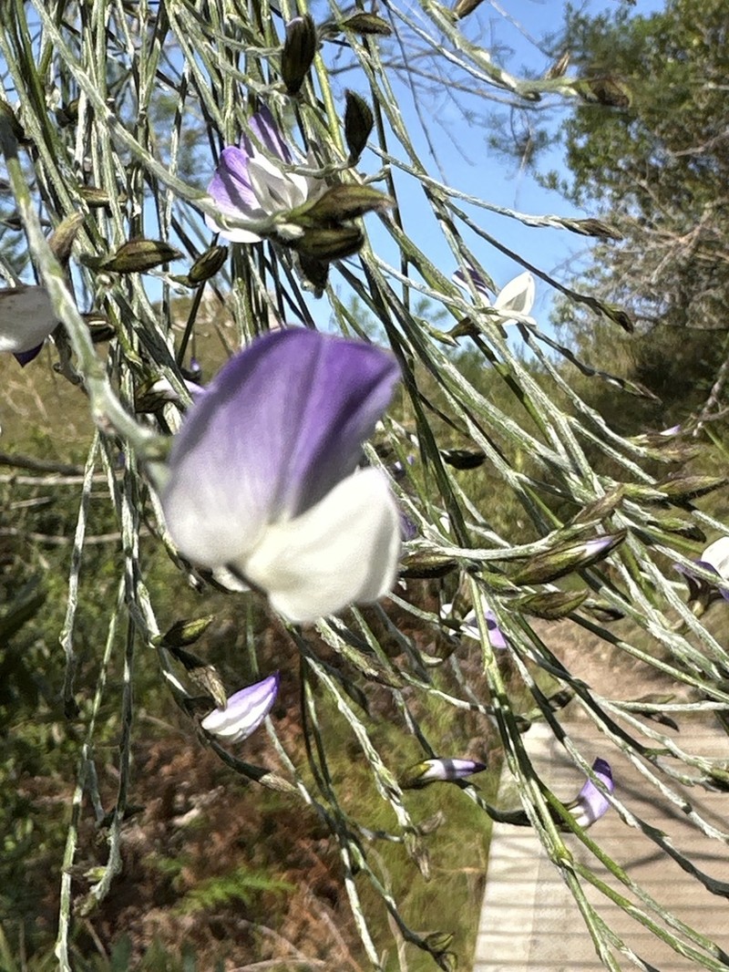 Psoralea pullata photo 6