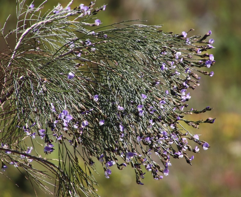Psoralea pullata photo 7