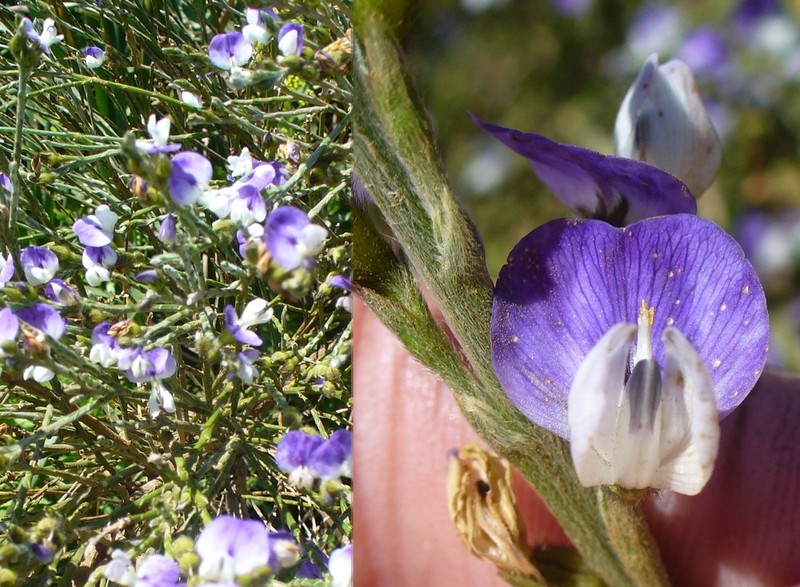Psoralea pullata photo 8