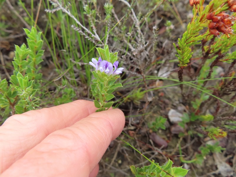 Psoralea pungens