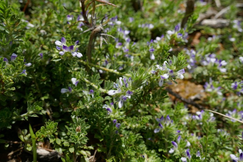 Psoralea pungens photo 2