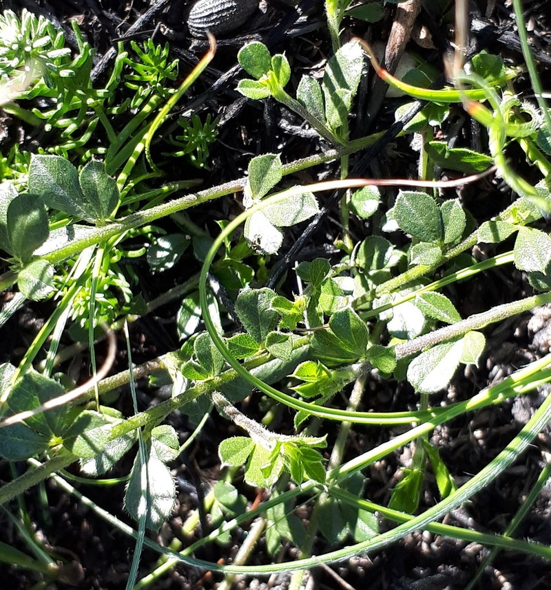 Psoralea pungens photo 3