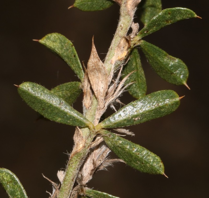 Psoralea pungens photo 4