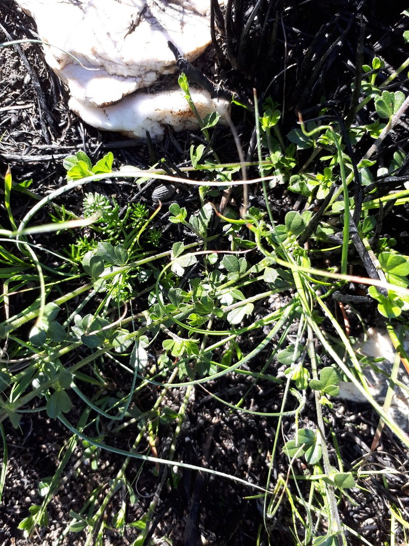 Psoralea pungens photo 5