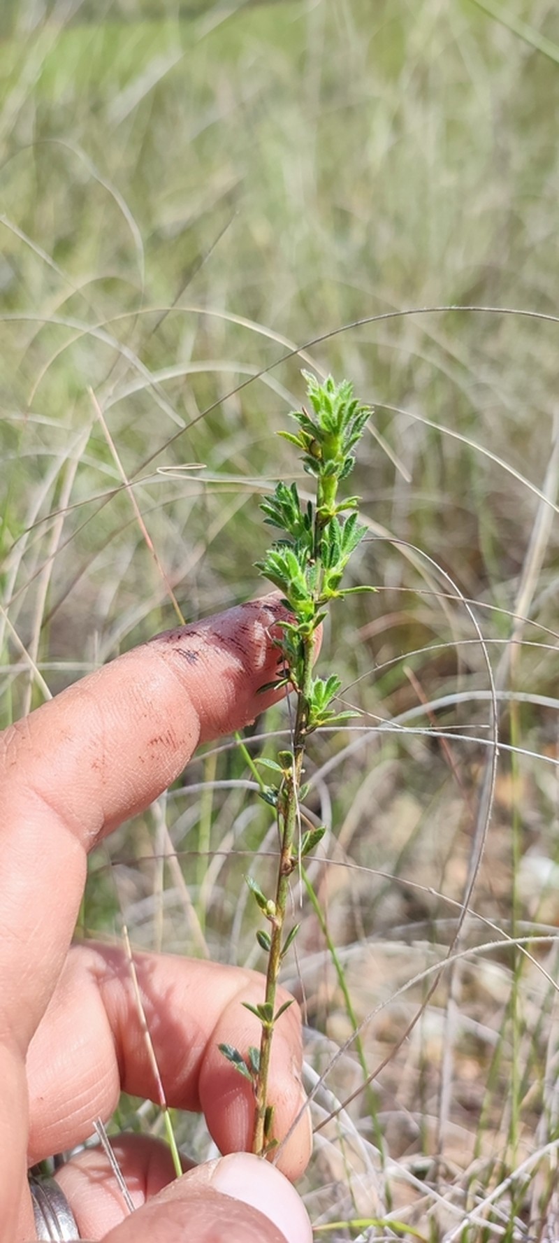 Psoralea pungens photo 6