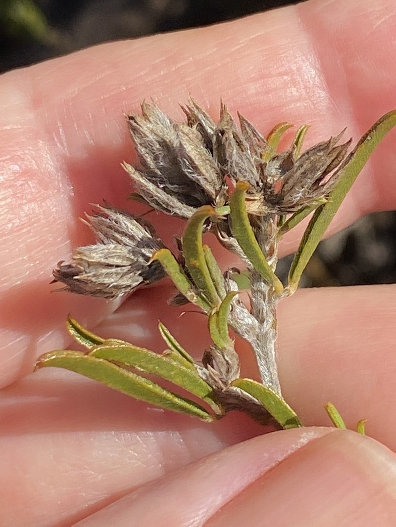 Psoralea pungens photo 7
