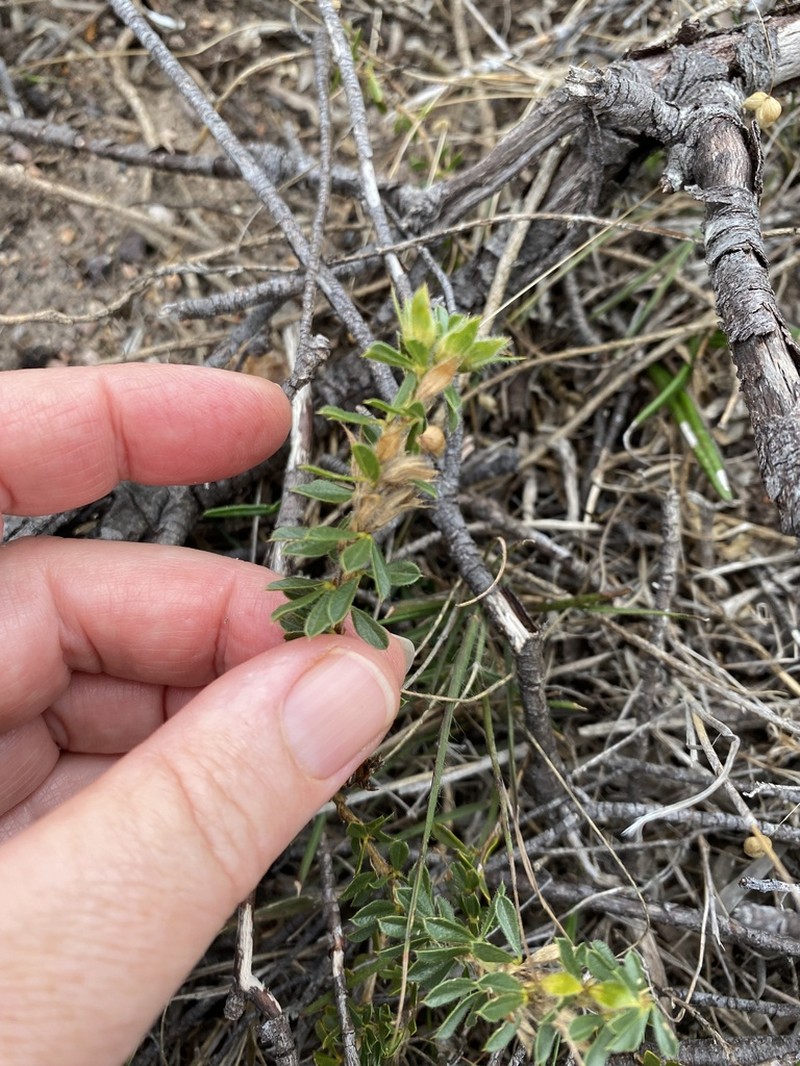 Psoralea pungens photo 8