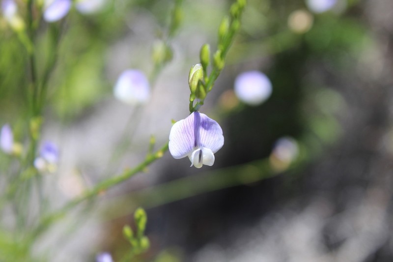 Psoralea ramulosa