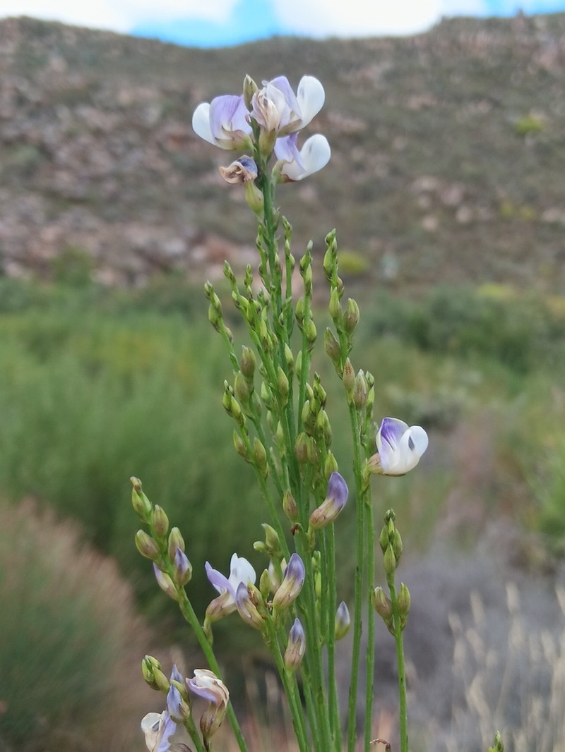 Psoralea ramulosa photo 2