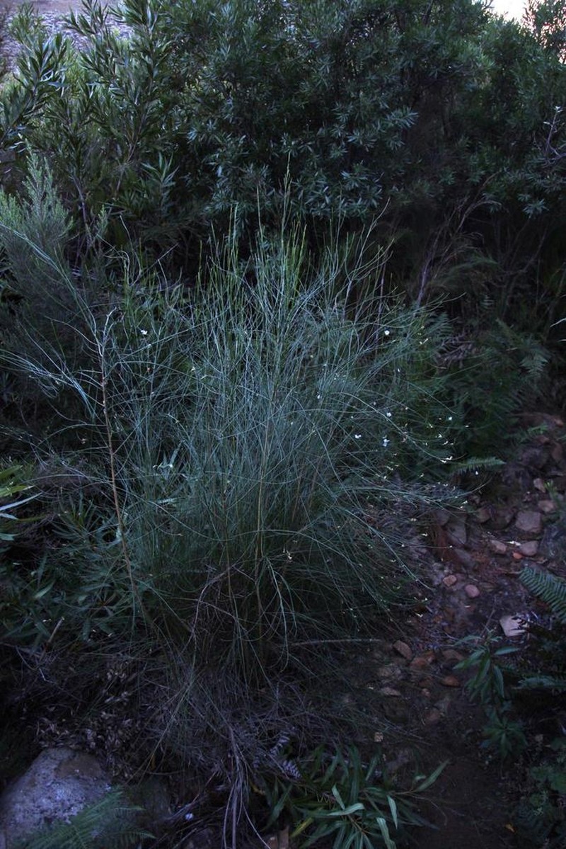 Psoralea ramulosa photo 4