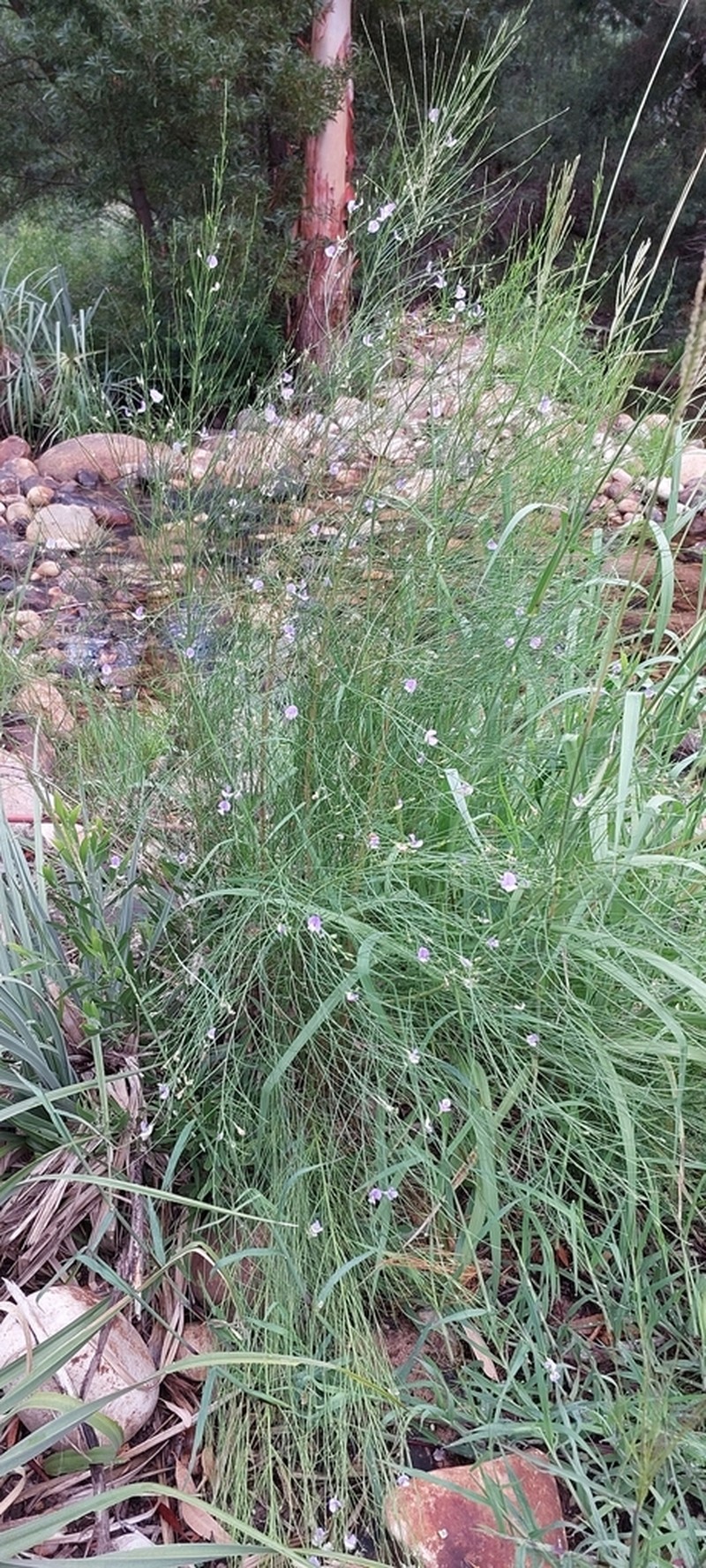 Psoralea ramulosa photo 5