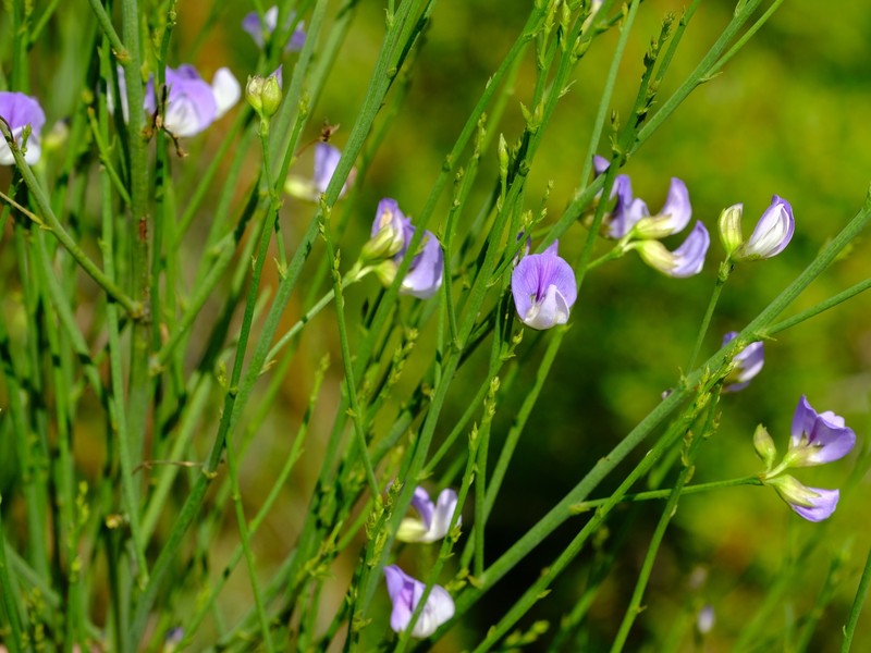 Psoralea ramulosa photo 7