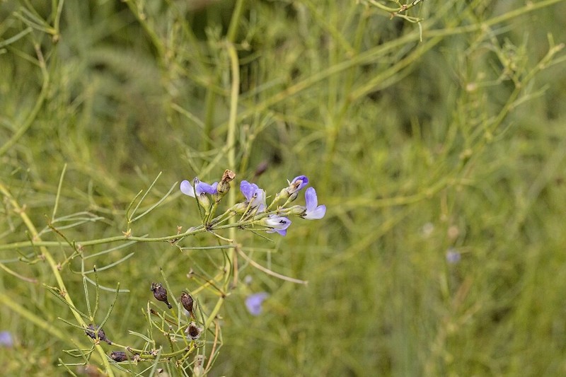 Psoralea rhizotoma