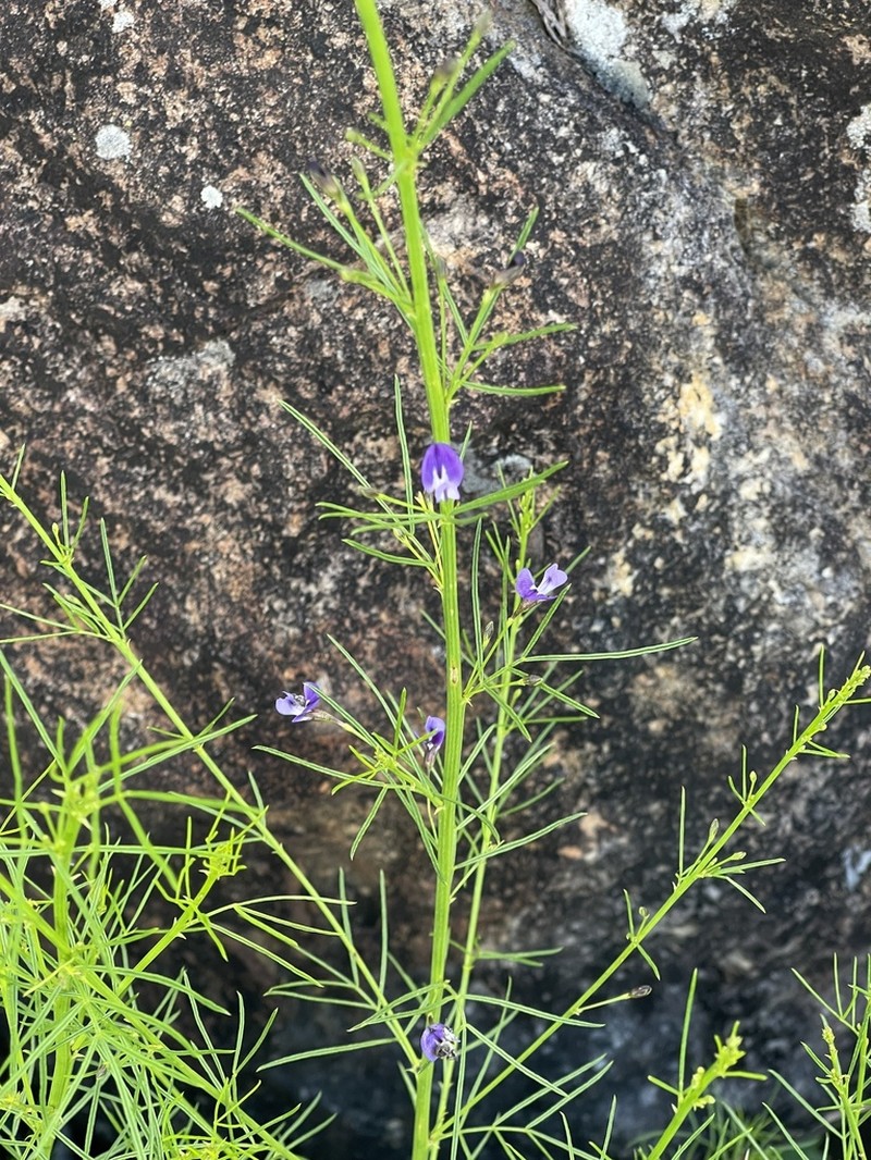 Psoralea rhizotoma photo 2