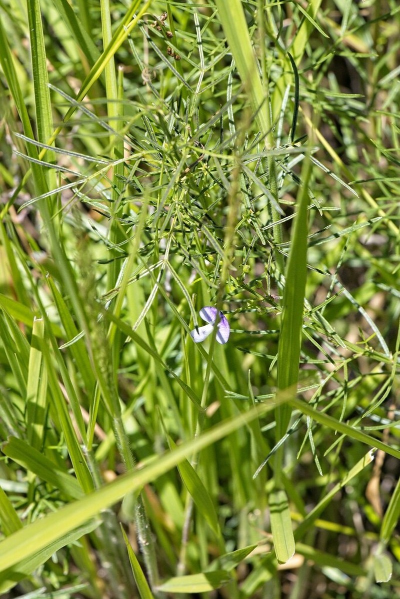 Psoralea rhizotoma photo 3