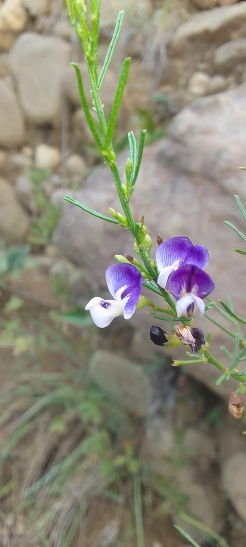 Psoralea rhizotoma photo 4
