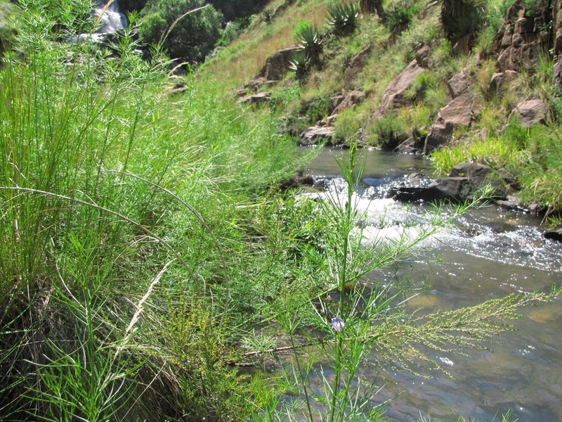 Psoralea rhizotoma photo 5