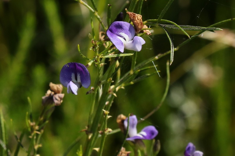 Psoralea rhizotoma photo 6