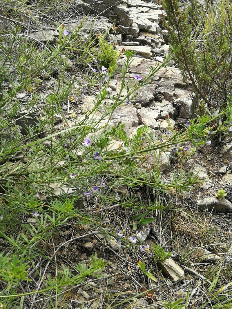 Psoralea rhizotoma photo 7