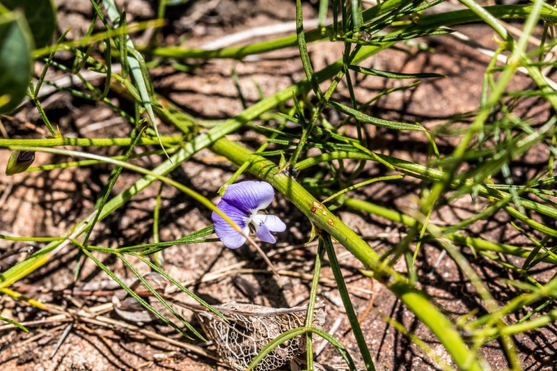 Psoralea rhizotoma photo 8