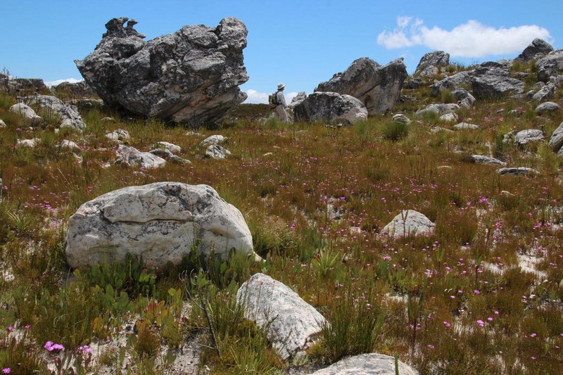 Psoralea rigidula