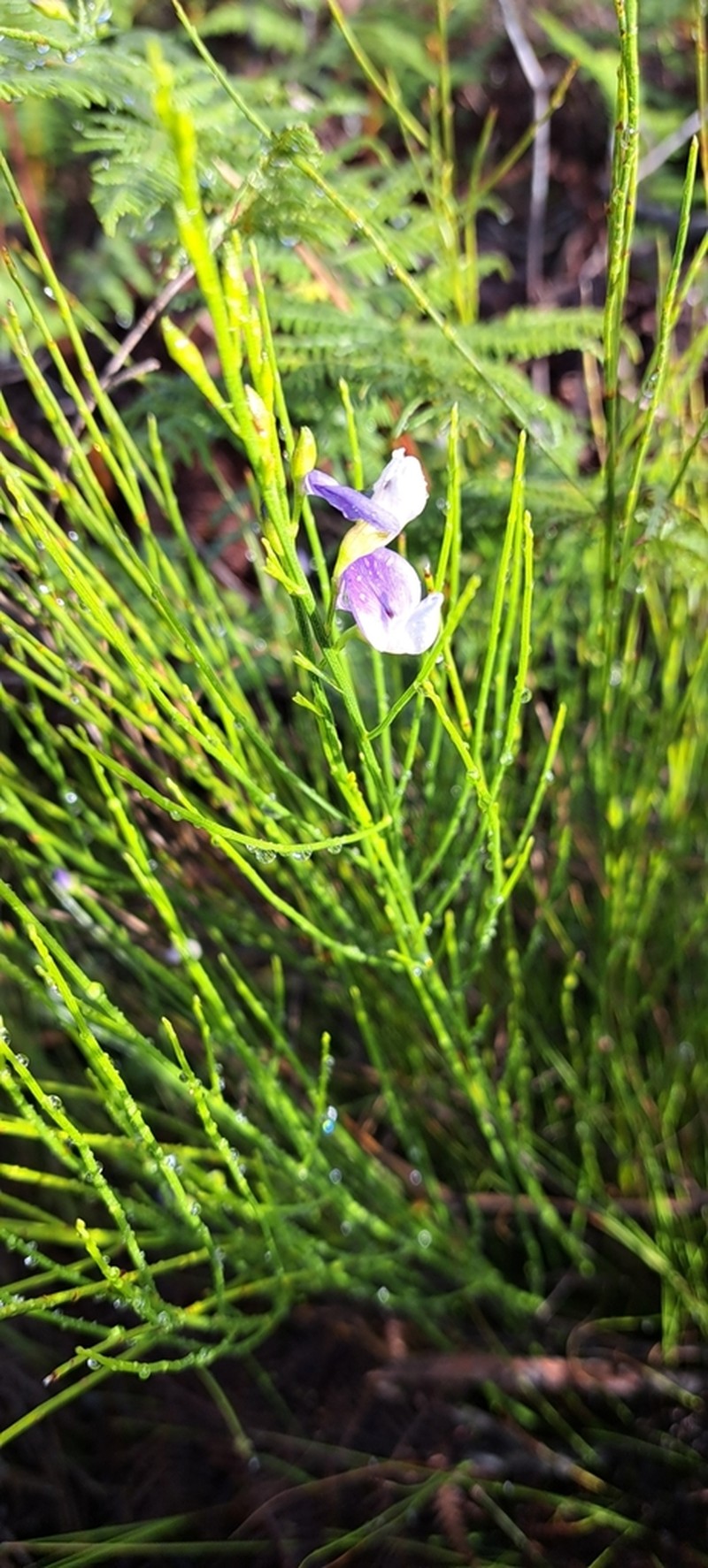 Psoralea rigidula photo 2