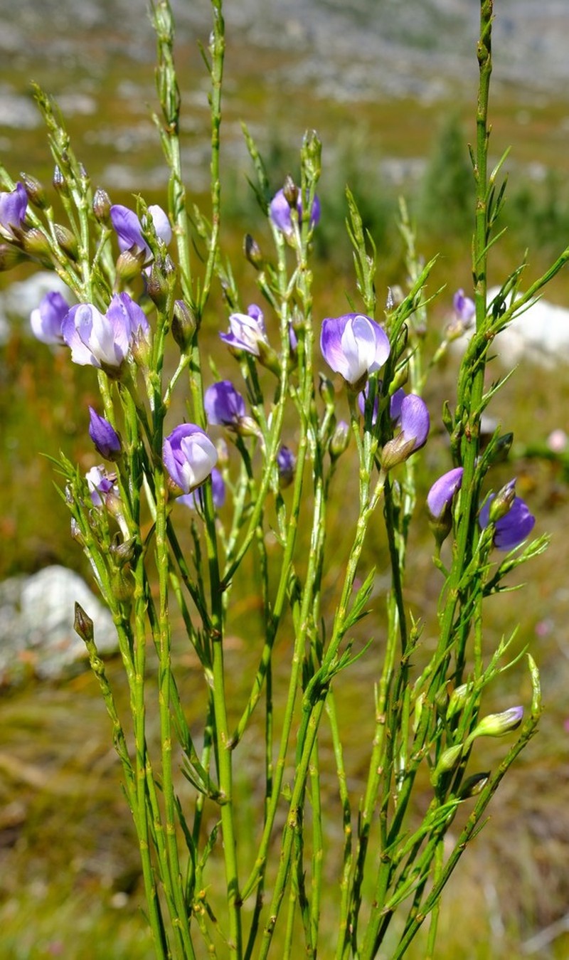 Psoralea rigidula photo 3
